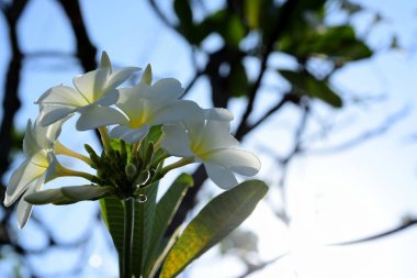 Renkli çiçek. Grup flower.group sarı beyaz ve pembe çiçek 