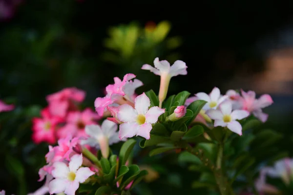 Colorful Flowers Group Flower Group Yellow White Pink Flowers Frangipani — Stock Photo, Image