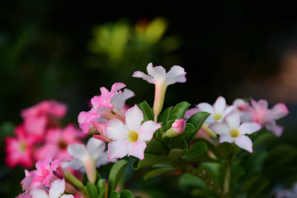 Fleurs Colorées Groupe Fleurs Groupe Fleurs Jaunes Blanches Roses Frangipani — Photo