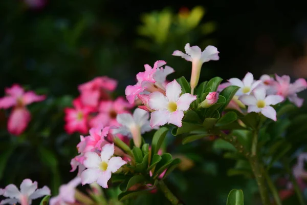 Bunte Flowers Group Flower Group Yellow White Pink Flowers Frangipani — Stockfoto