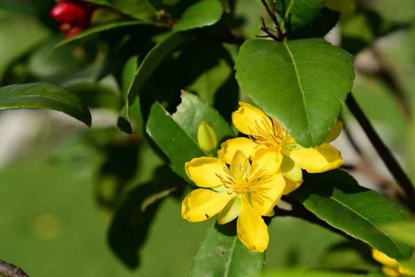 Groen Park Met Vijver Prachtige Bomen Het Park Kleurrijke Park — Stockfoto