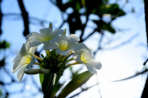 Colorful flowers.Group of flower.group of yellow white and pink flowers (Frangipani, Plumeria) White and yellow frangipani flowers with leaves in background.