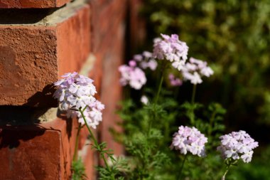 Yeşil park lake ile. Parkta güzel ağaçlar. Renkli park.