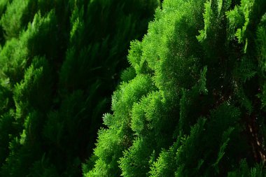 Yeşil park lake ile. Parkta güzel ağaçlar. Renkli park. Çiçekler yakın çekim görüntüsü görüntüyü bir arka plan görüntüsü olarak kullanılır. makro yakın çekim fotoğraf çiçek.