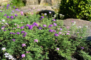 Renkli çiçek. Flower.group sarı beyaz ve pembe çiçek (Frangipani, Plumeria) grup beyaz ve sarı arka planda yaprakları ile frangipani çiçekler.