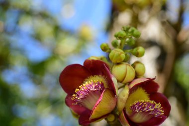 Pembe çiçekler çiçek closeup çiçeklenme.