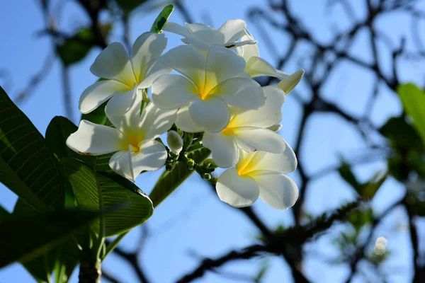 Fleurs Colorées Groupe Fleurs Groupe Fleurs Jaunes Blanches Roses — Photo