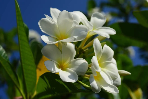 Πολύχρωμα Λουλούδια Ομάδα Flower Group Κίτρινο Λευκό Και Ροζ Λουλούδια — Φωτογραφία Αρχείου