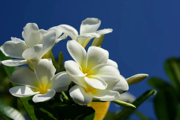 Colorful flowers.Group of flower.group of yellow white and pink flowers