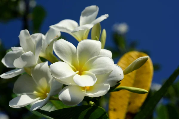 Flores Coloridas Natureza Flores Brancas Amarelas Frangipani Com Folhas Fundo — Fotografia de Stock