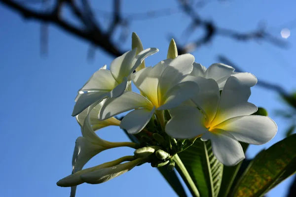 Πολύχρωμα Λουλούδια Ομάδα Flower Group Κίτρινο Λευκό Και Ροζ Λουλούδια — Φωτογραφία Αρχείου