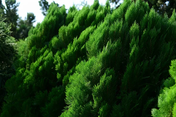 Zelené Stromy Parku Zavřít — Stock fotografie