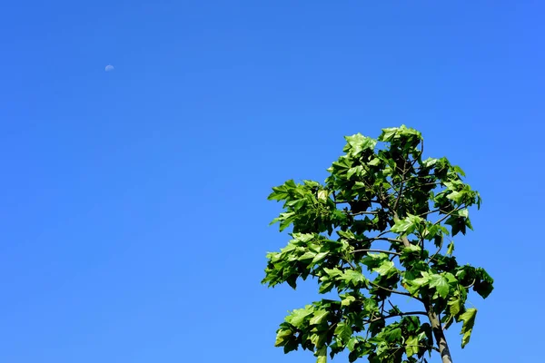 Grüne Rasenfläche Park Der Innenstadt Mit Blauem Himmel Herbstschönheit Des — Stockfoto