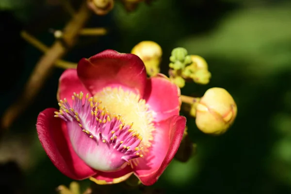 Close up of a pink and yellow flower .Pink flowers blooming flower closeup.