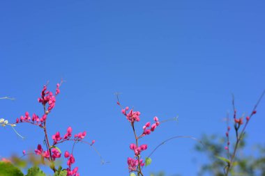 pembe çiçekler ve bahçede arı grubu.