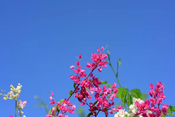 一群粉红色的花和蜜蜂在花园里 — 图库照片