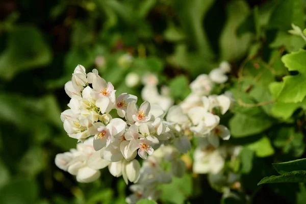 Grupp Rosa Blommor Och Bee Trädgården — Stockfoto