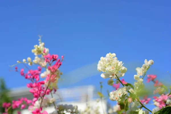 Grupa Różowe Kwiaty Bee Ogrodzie — Zdjęcie stockowe