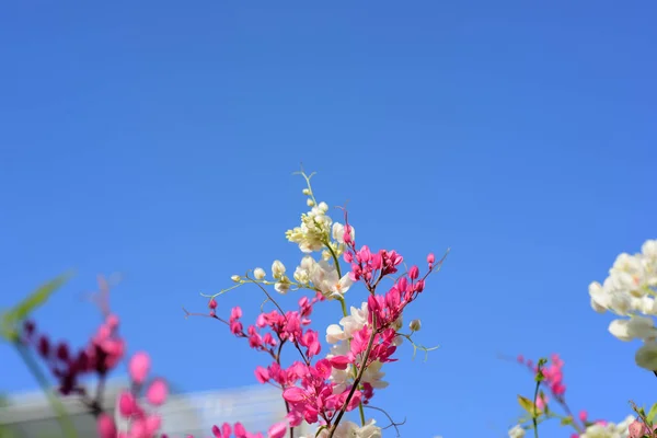 Grupa Różowe Kwiaty Bee Ogrodzie — Zdjęcie stockowe