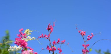 pembe çiçekler ve bahçede arı grubu.