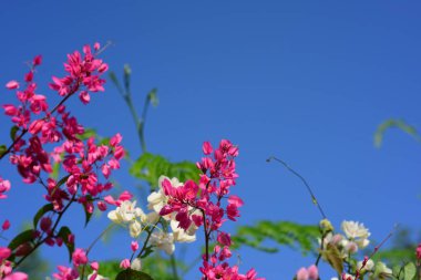 pembe çiçekler ve bahçede arı grubu.