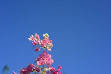 Bahçede renkli çiçek. Plumeria çiçek çiçeklenme. Yaz aylarında bahçe Blooming güzel çiçeklenir. Resmi bahçe. Park. Güzel bahçe.