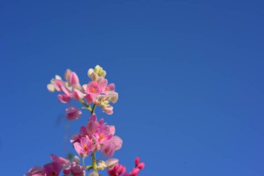 pembe çiçekler ve bahçede arı grubu.