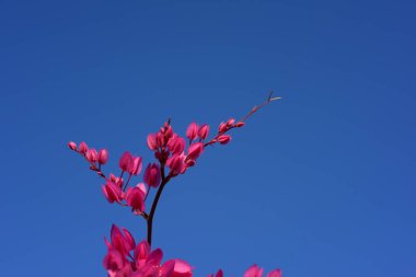 Bahçede renkli çiçek. Plumeria çiçek çiçeklenme. Yaz aylarında bahçe Blooming güzel çiçeklenir. Resmi bahçe. Park. Güzel bahçe.