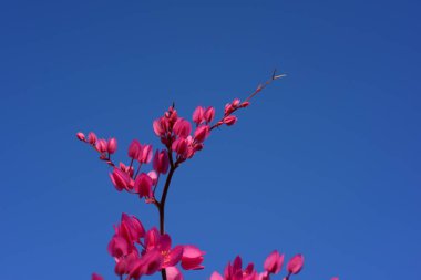 Renkli çiçekler doğada. Beyaz ve sarı frangipani çiçek yaprakları arka plan ile. Plumeria çiçek çiçek açan ve yeşil yaprak 