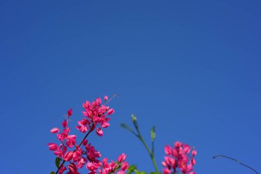 Yeşil park lake ile. Parkta güzel ağaçlar. Renkli park.