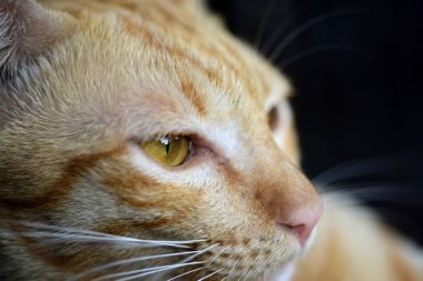 Kahverengi catcute kahverengi kedi close-up fotoğraf. Bir tekir kedinin üzücü bir tekir cat.portrait portresi kapatın