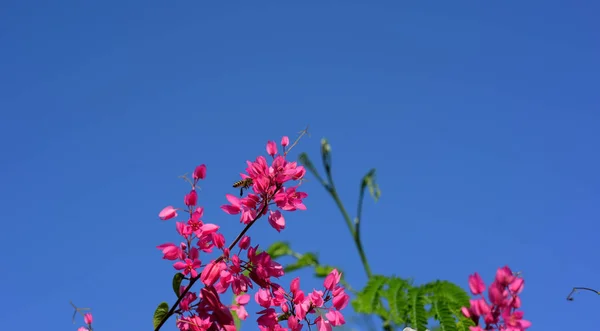 Skupina Růžové Květy Včely Zahradě — Stock fotografie