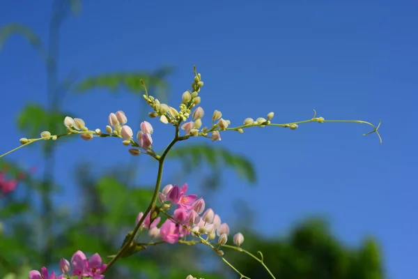 Bunte Blumen Garden Plumeria Flower Blooming Beautiful Blumen Garten Blüht — Stockfoto