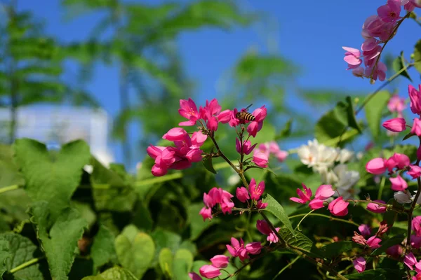 Barevné Květiny Zahradě Plumeria Kvetení Krásné Květiny Zahradě Blooming Létě — Stock fotografie