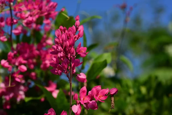 Barevné Květiny Zahradě Plumeria Kvetení Krásné Květiny Zahradě Blooming Létě — Stock fotografie