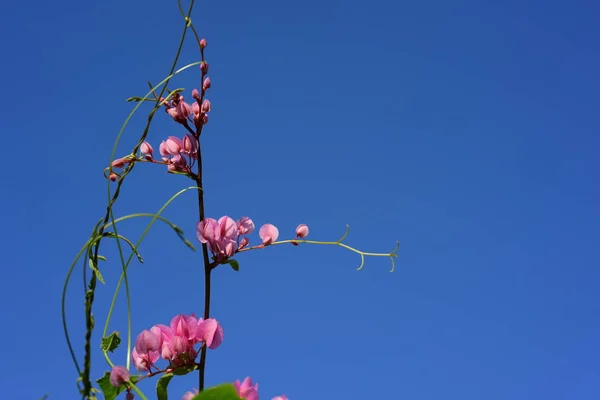 Bahçede Renkli Çiçek Plumeria Çiçek Çiçeklenme Yaz Aylarında Bahçe Blooming — Stok fotoğraf
