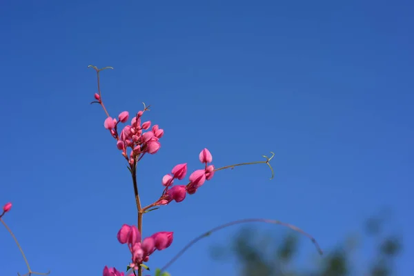 Grupp Rosa Blommor Och Bee Trädgården — Stockfoto