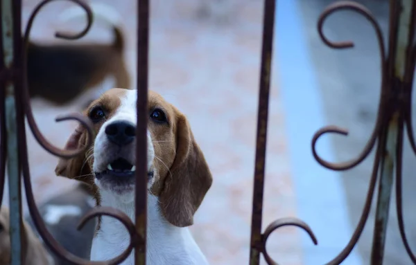 かわいい犬は 住宅地に横たわっています 鉄のフェンスの後ろに家でロック — ストック写真