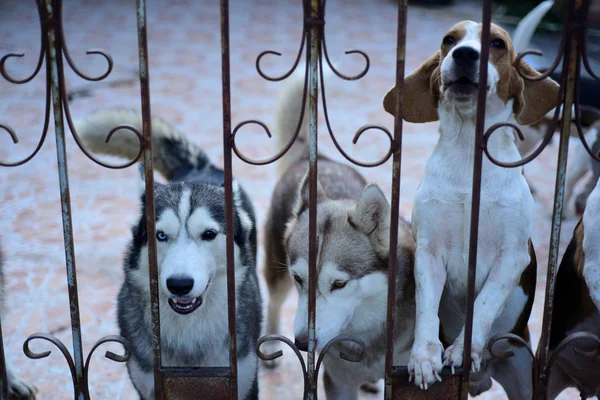 Los Perros Lindos Están Tirados Casa Encerrado Casa Detrás Cerca —  Fotos de Stock