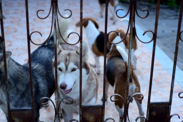 Cute dogs are lying in the house area. Locked in the house Behind the iron fence.