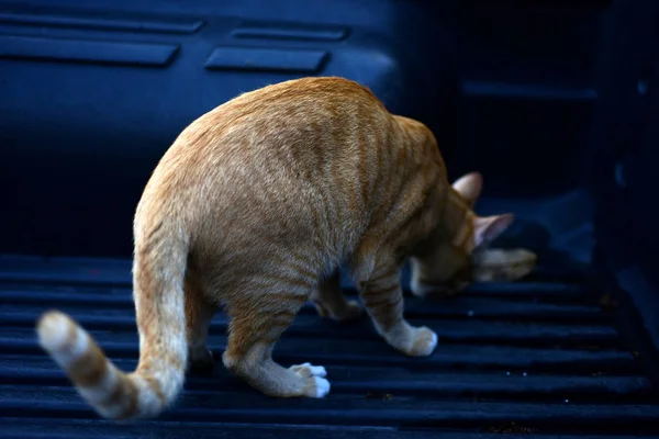 Foto Nahaufnahme Der Braunen Katze Catcute Brown Cat Portrait Sad — Stockfoto
