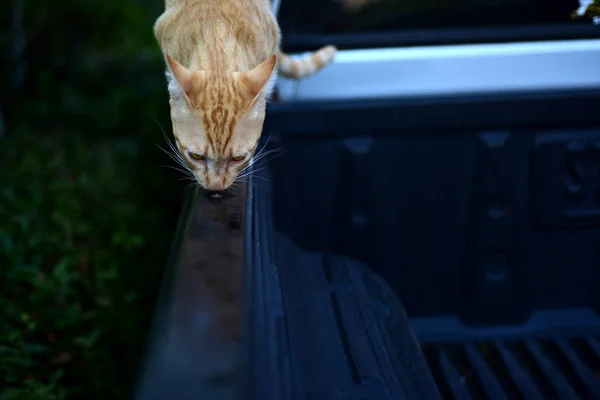 Foto Nahaufnahme Der Braunen Katze Catcute Brown Cat Portrait Sad — Stockfoto