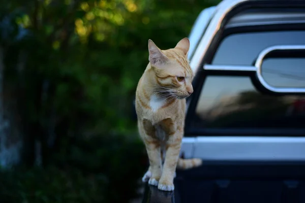 Фотография Крупным Планом Коричневого Catcute Brown Cat Portrait Sad Tabby — стоковое фото