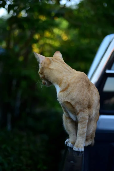 Foto Nahaufnahme Der Braunen Katze Catcute Brown Cat Portrait Sad — Stockfoto