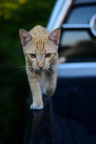 Foto Cerca Del Gato Morenolindo Gato Moreno Retrato Triste Gato —  Fotos de Stock