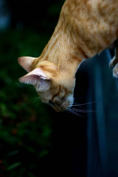 Foto Cerca Del Gato Morenolindo Gato Moreno Retrato Triste Gato —  Fotos de Stock