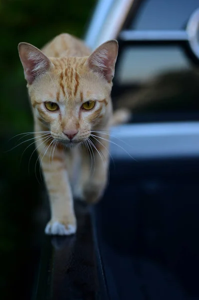 Catcute 茶色猫のクローズ アップ写真 トラ猫の悲しい平織り Cat Portrait の肖像画を閉じる — ストック写真