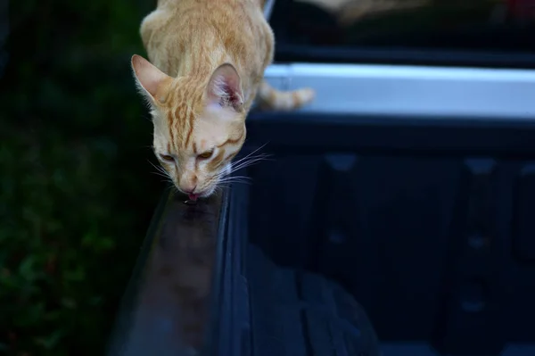 Foto Detail Hnědé Catcute Hnědá Kočka Zavřete Portrét Smutné Mourek — Stock fotografie