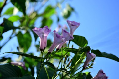 Menekşe çiçek arka plan: mavi çiçek yakın çekim, mavi çiçekler güneş ışığı ile. Mavi çiçekler, bahar çiçek, Retro yaz background.group pembe çiçek ve arı bahçede çiçek arka plan.