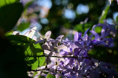 Menekşe çiçek arka plan: mavi çiçek yakın çekim, mavi çiçekler güneş ışığı ile. Mavi çiçekler, bahar çiçek, Retro yaz background.group pembe çiçek ve arı bahçede çiçek arka plan.